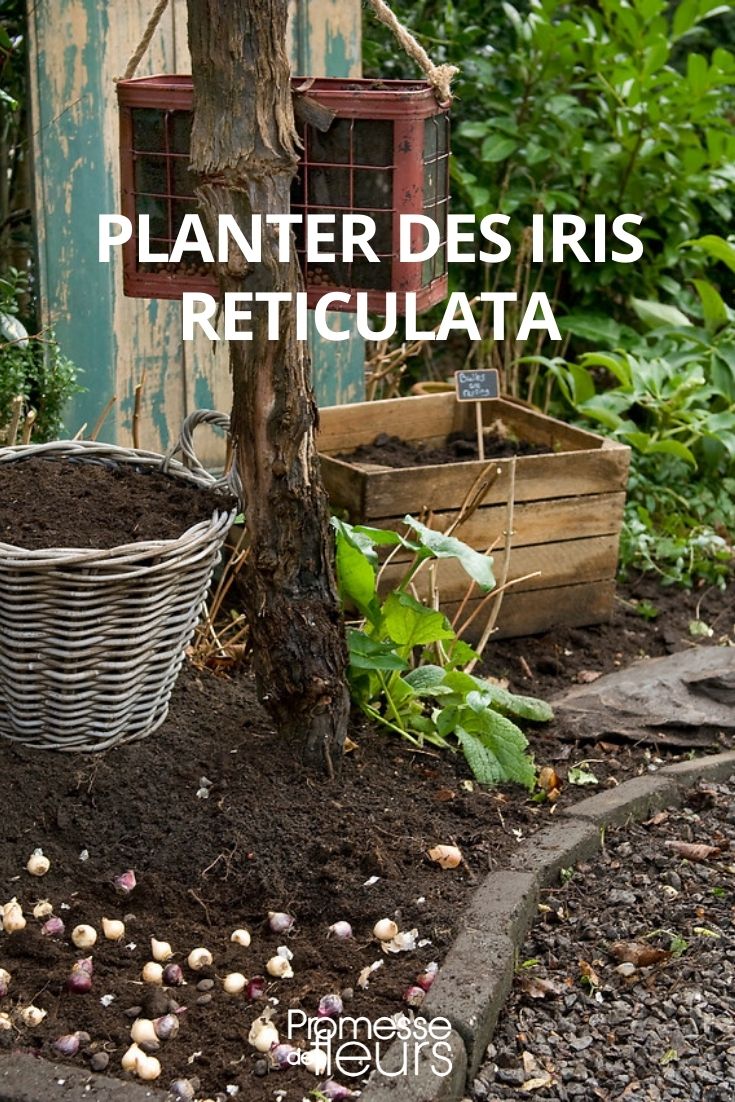 Planting Iris reticulata (1) Planting Iris reticulata
