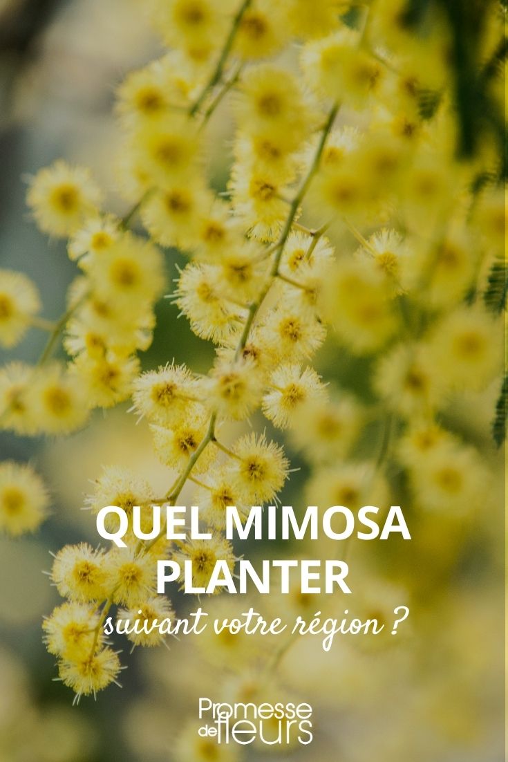 Which Mimosa to Plant Which Mimosa to Plant
