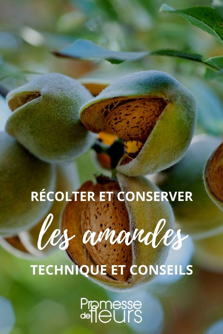 Harvesting and Storing Almonds: A Tutorial