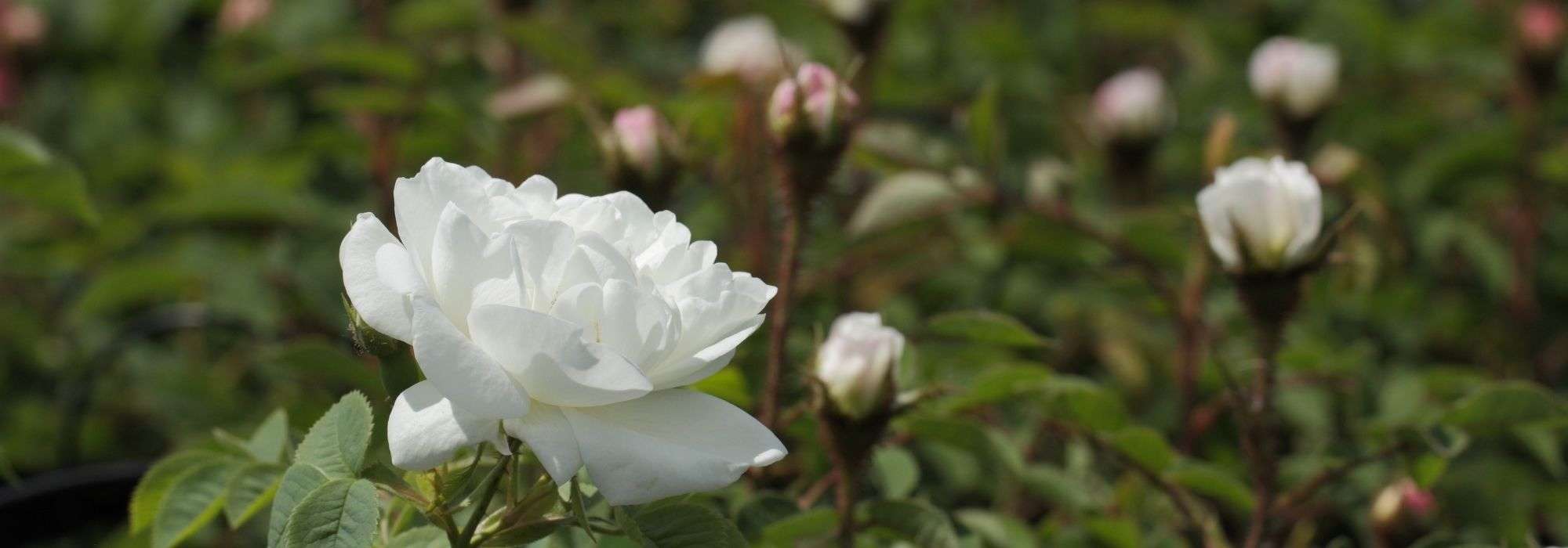 6 highly fragrant white roses