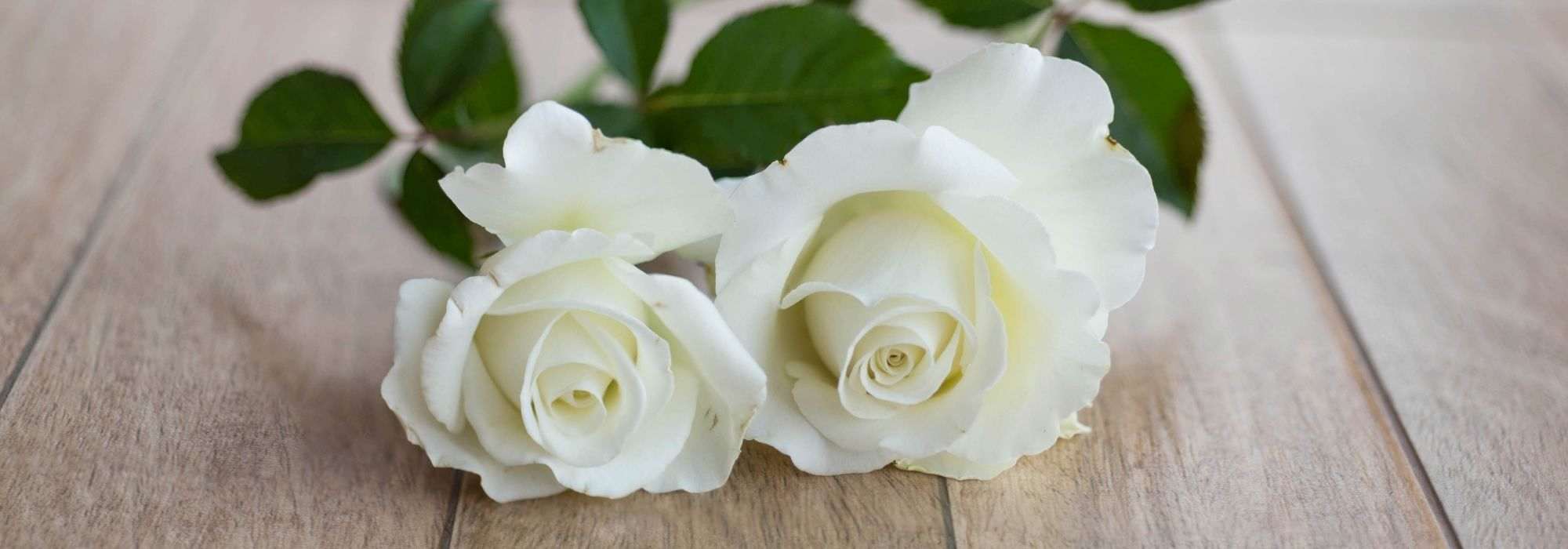 7 bush roses with large white flowers