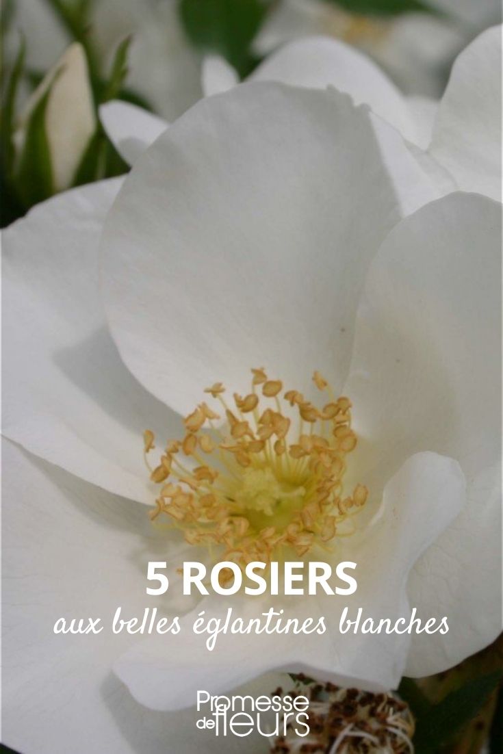 white rosehips white rosehips