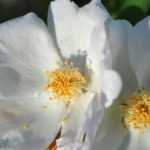 5 rosebushes with white dog-rose flowers