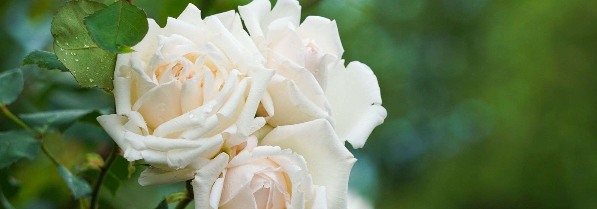 5 shrub roses with white flowers