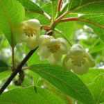 Pruning and training of Schisandra