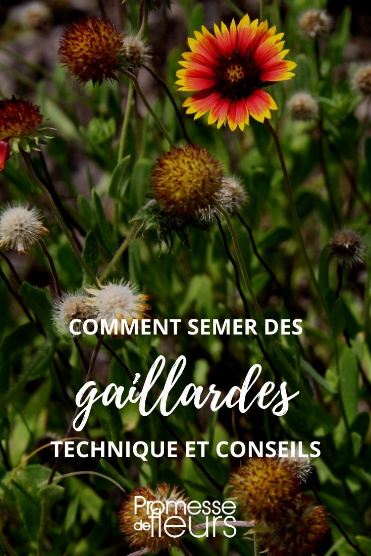 Sowing Blanket Flowers: A Tutorial