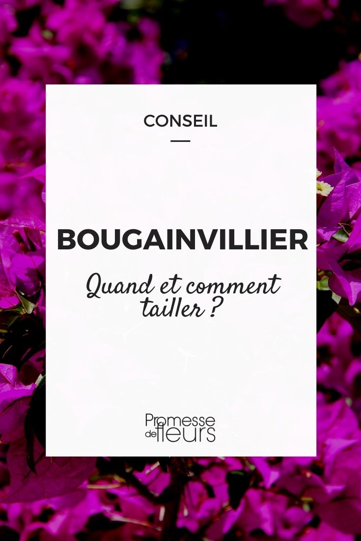 Pruning Bougainvillea