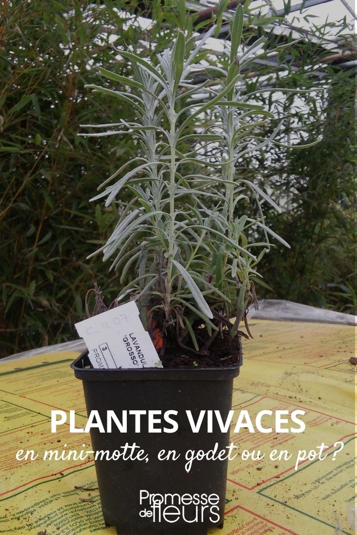 perennial mini plug, bucket or pot perennial mini plug, bucket or pot