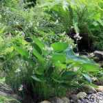 6 perennials for a North-facing garden