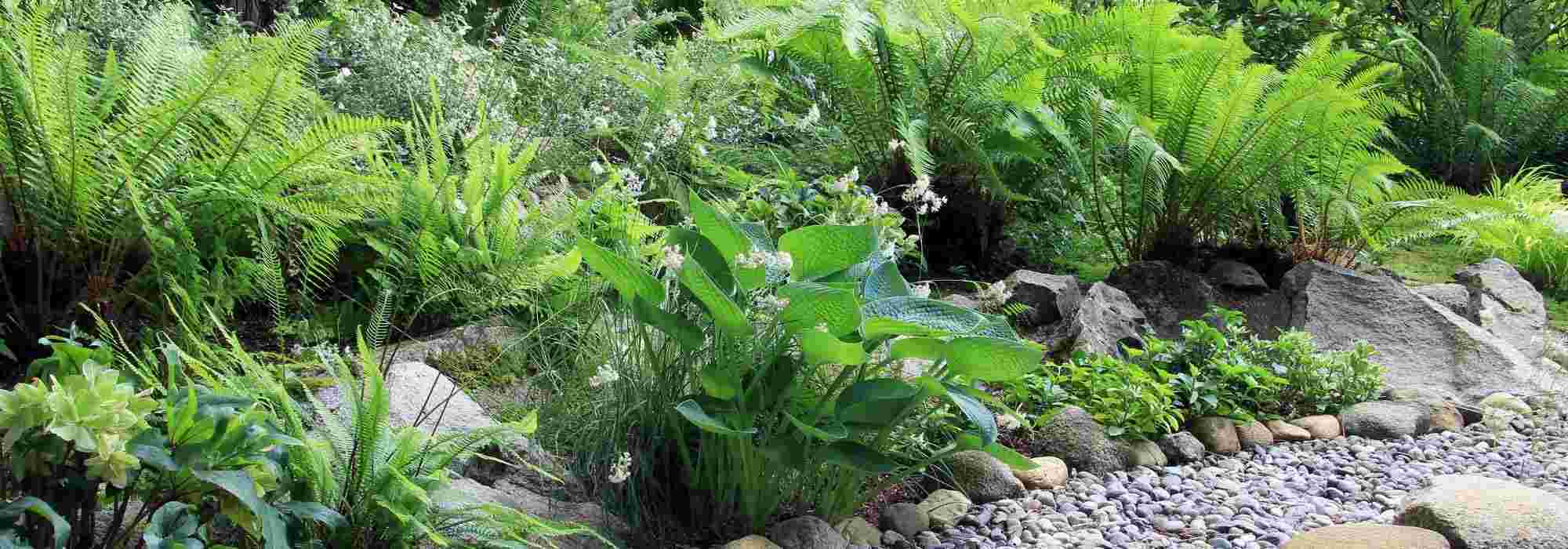 6 perennials for a North-facing garden