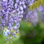 6 pairing ideas with wisteria