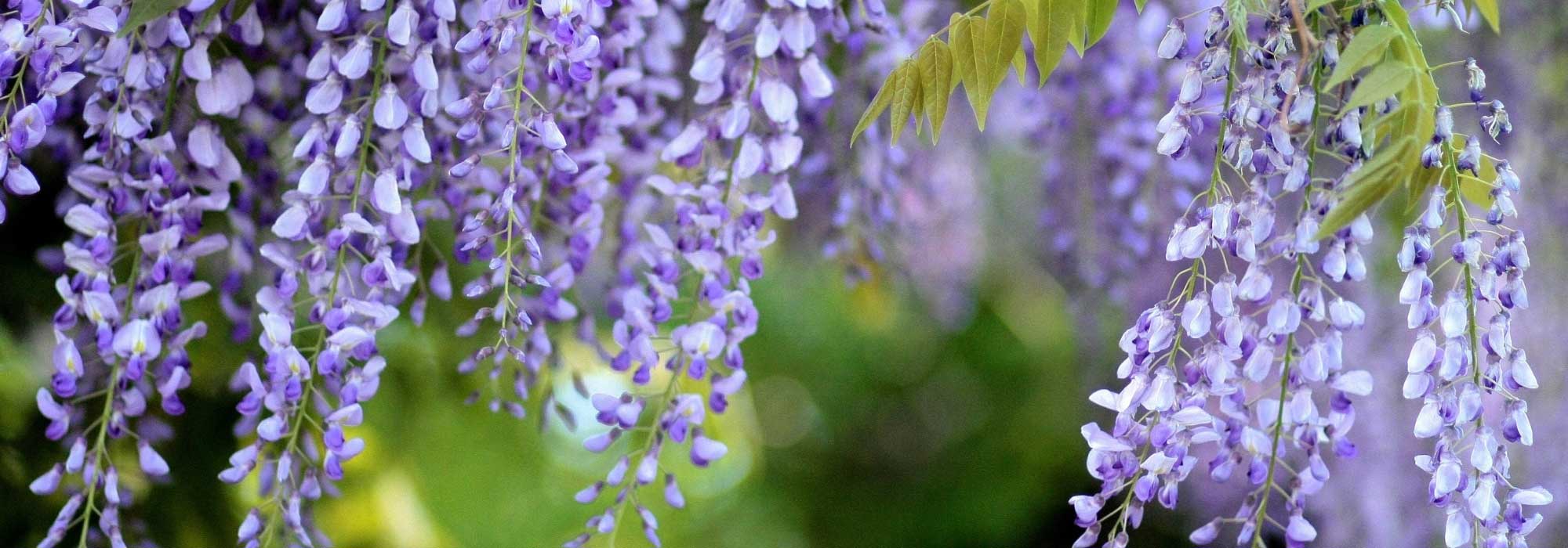 6 pairing ideas with wisteria
