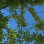 8 climbing plants for a South-facing garden