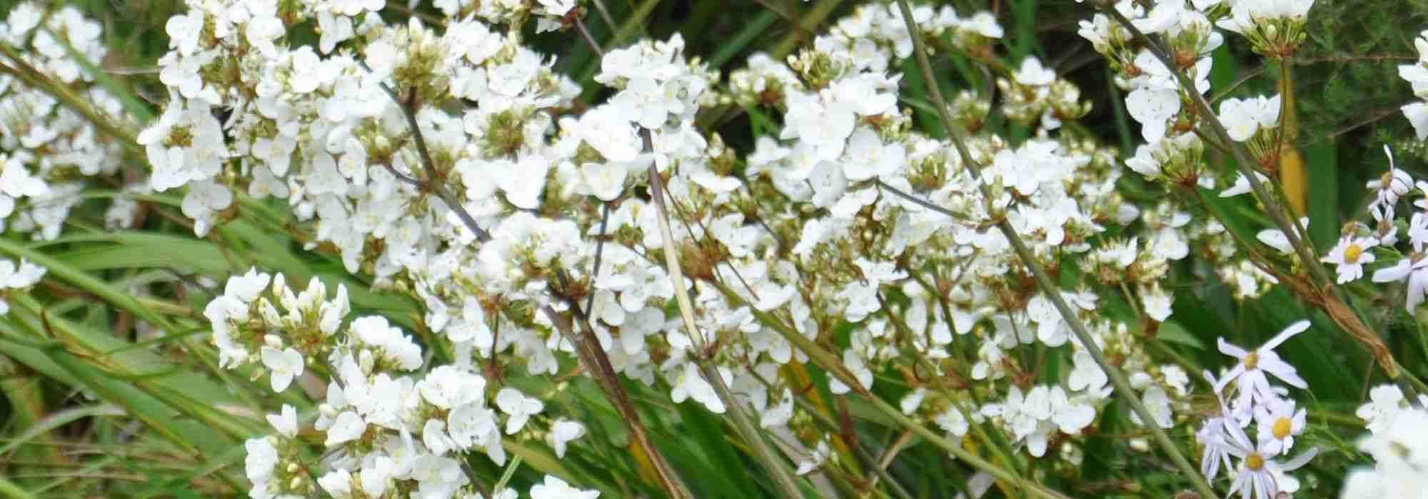 Growing Libertia in pots