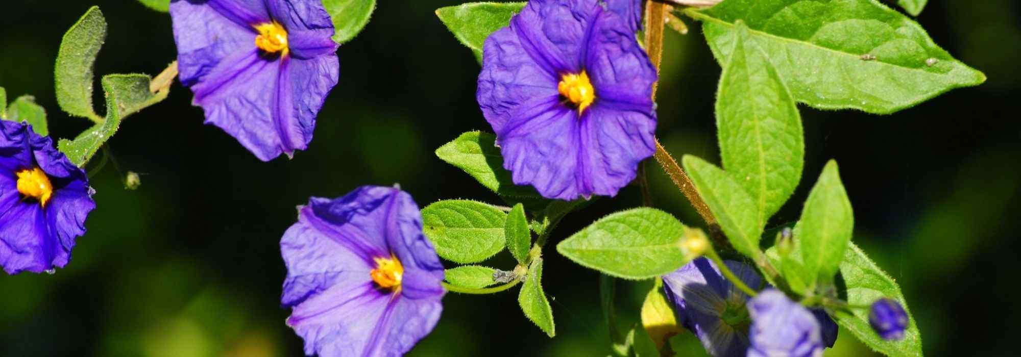 Growing Solanum in pots