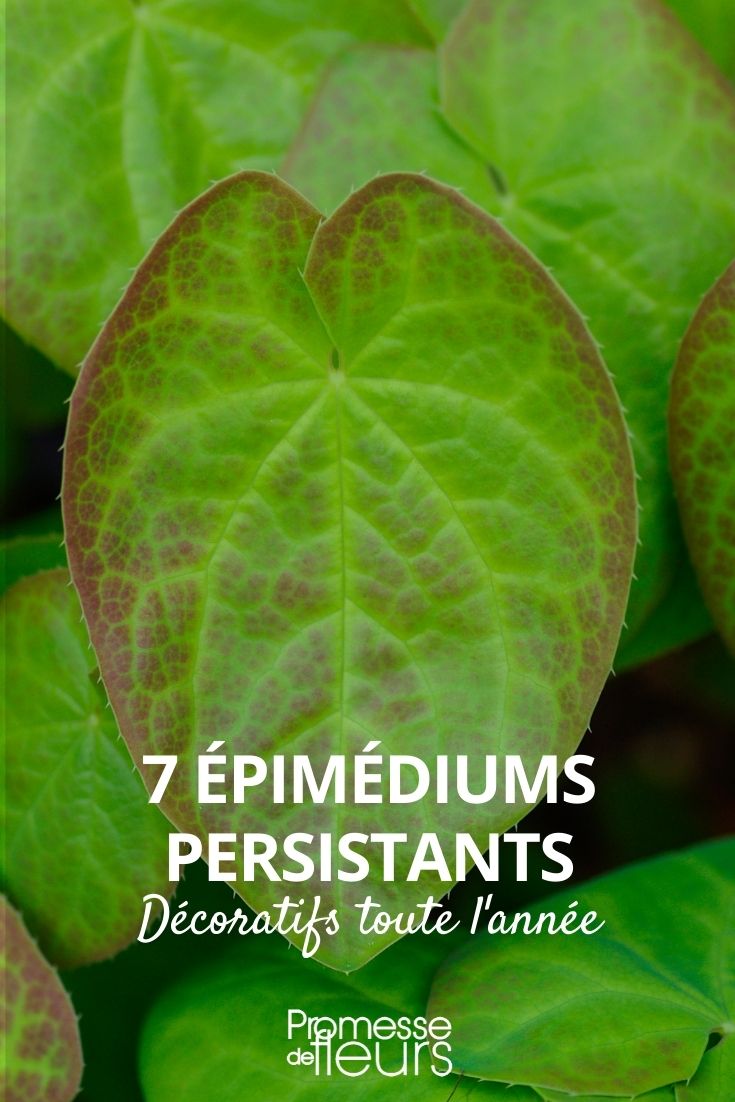 7 Evergreen Epimediums 7 evergreen Epimediums