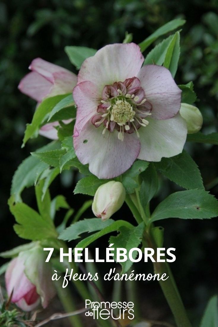 7 hellebore flowers anemone
