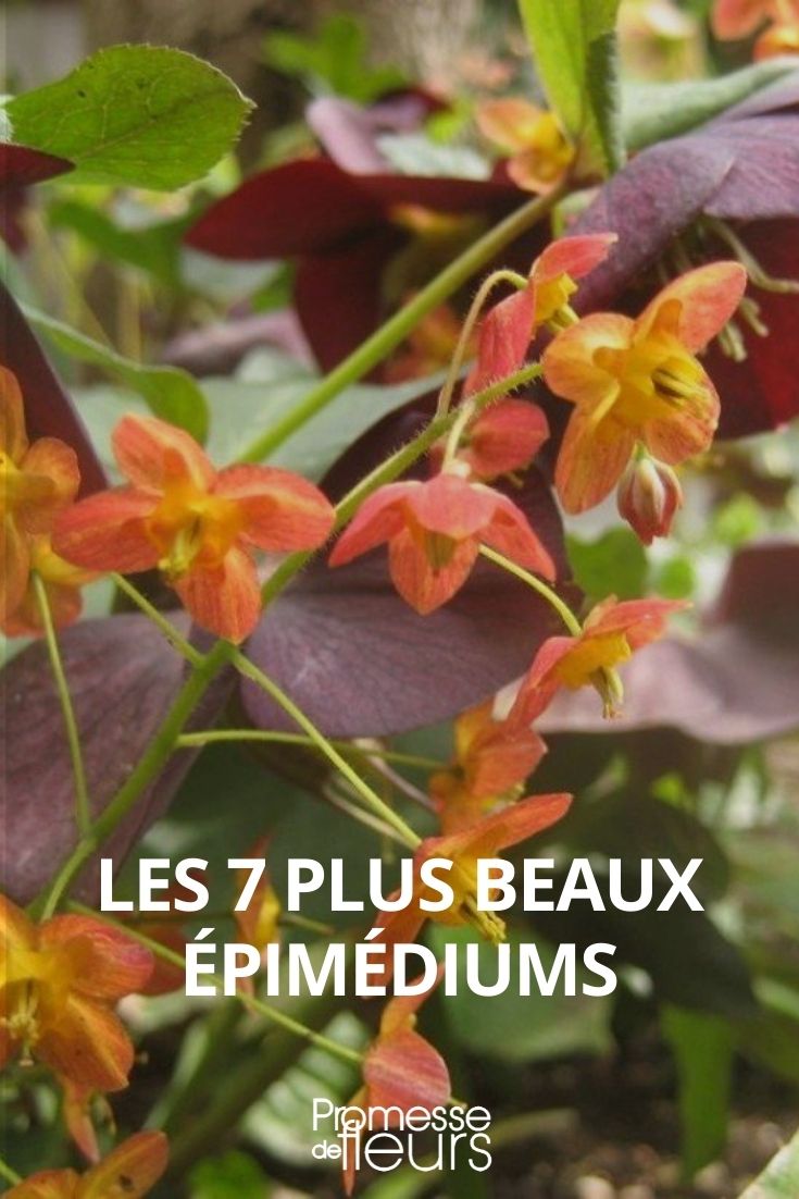 7 Most Beautiful Epimediums 7 Most Beautiful Epimediums