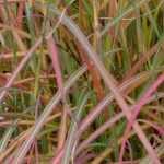 7 grasses for a South-facing garden