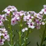 Aethionema: planting, growing