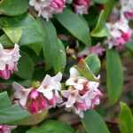 8 evergreen and fragrant shrubs