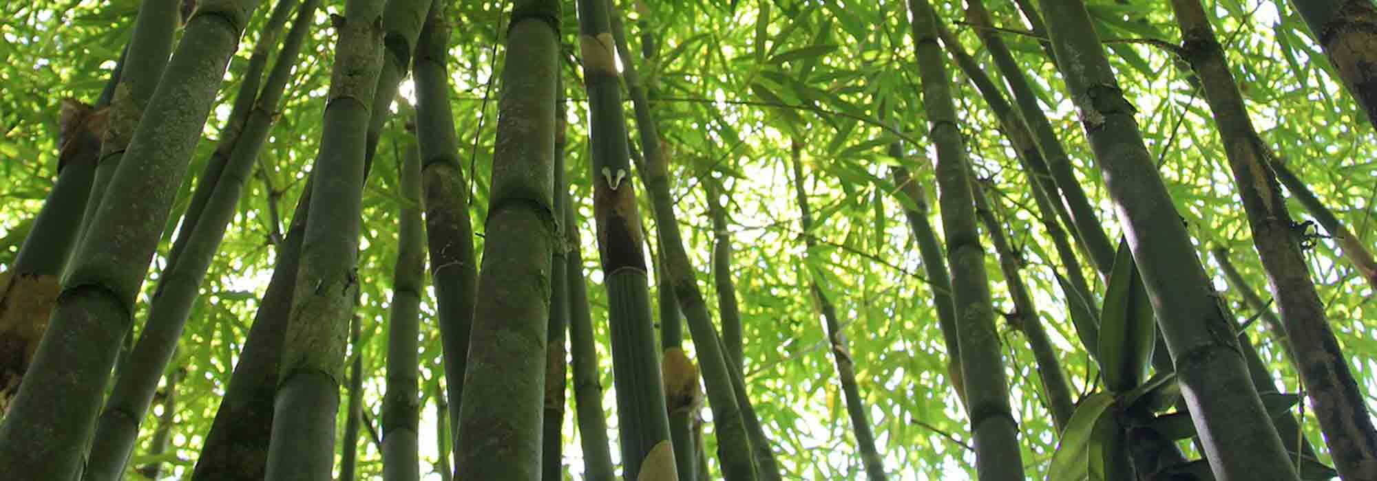 6 running bamboos