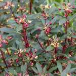 Drimys: planting, growing, and maintaining