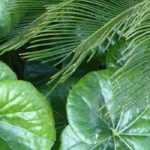 6 stunning pairing ideas with Farfugiums