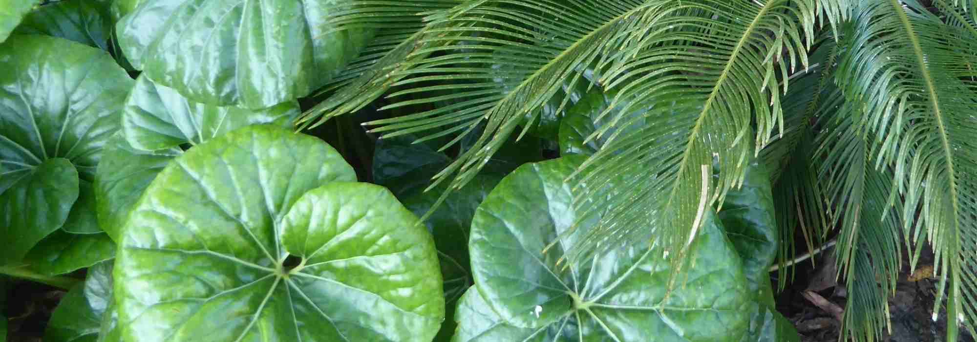 6 stunning pairing ideas with Farfugiums