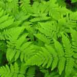 Gymnocarpium: planting, growing, and maintaining