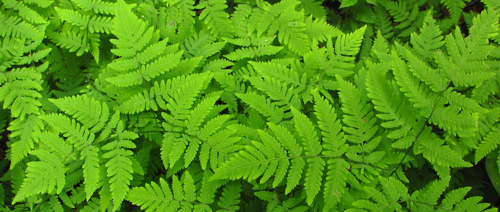Gymnocarpium: planting, growing, and maintaining