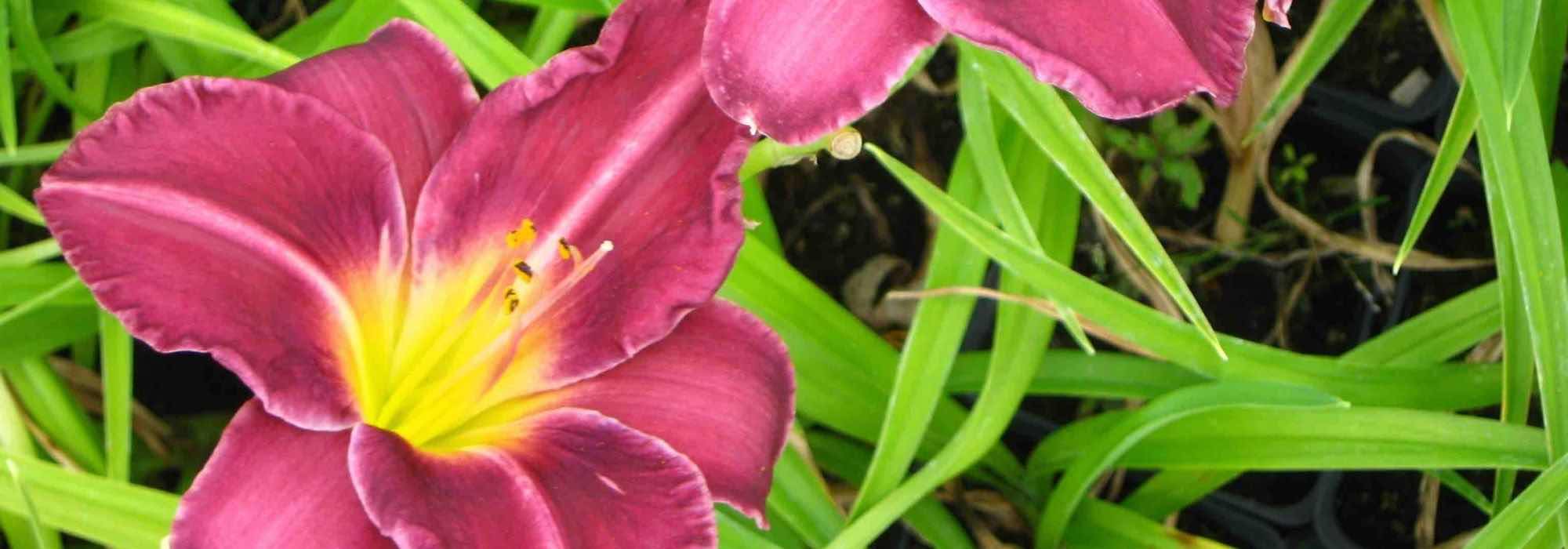7 Daylilies for a Romantic Garden