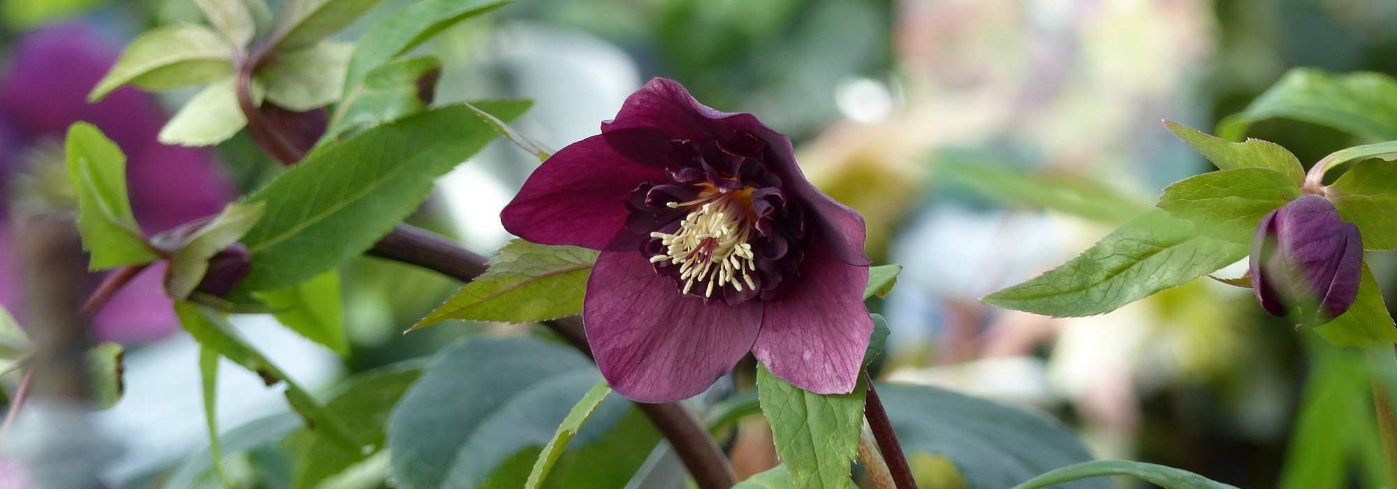 7 Anemone centred Hellebores