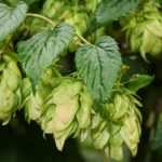 What are hops used for?