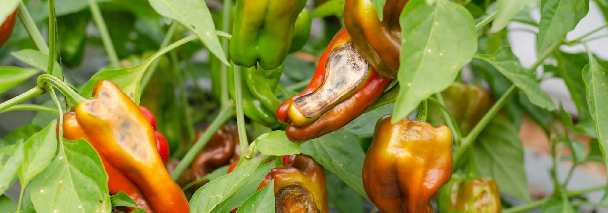 Diseases and Pests of Bell Peppers