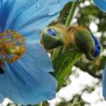 Meconopsis: cultivation, sowing, maintenance
