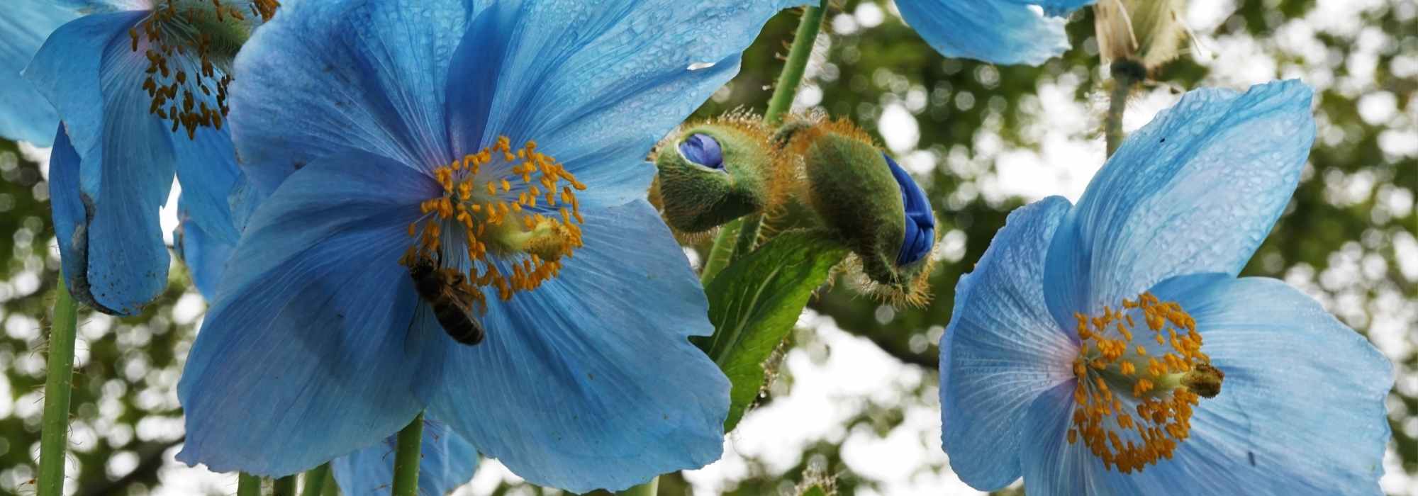 Meconopsis: cultivation, sowing, maintenance
