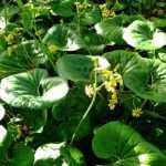 Propagate Farfugium