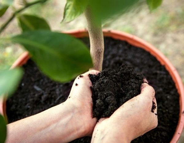 Key Steps to Repot a Young Plant: A Beginner's Guide