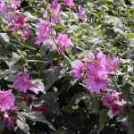 Choosing a lavatera