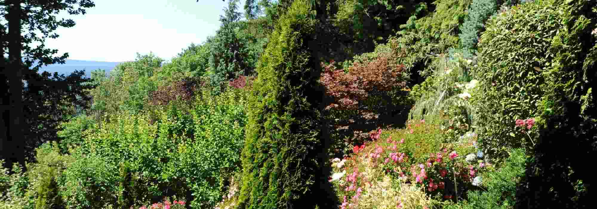 10 Conifers for a South-Facing Garden
