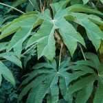 Tetrapanax, Rice Paper Tree: Planting, Cultivation, Maintenance