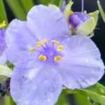 Tradescantia: the most beautiful varieties