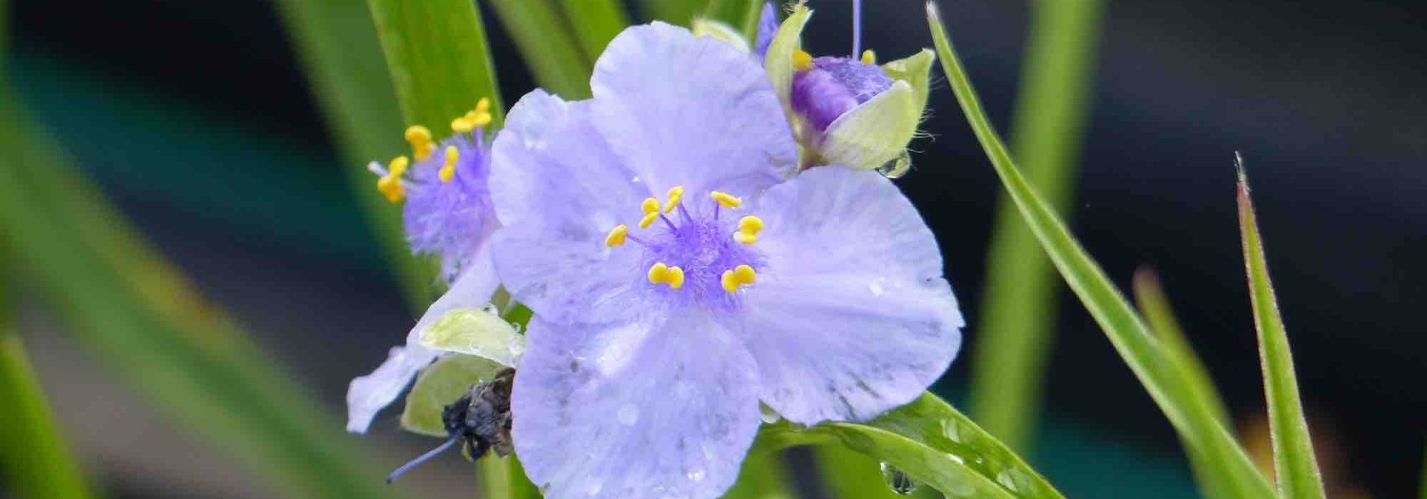 Tradescantia: the most beautiful varieties