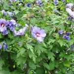 7 bushes for a south-facing garden