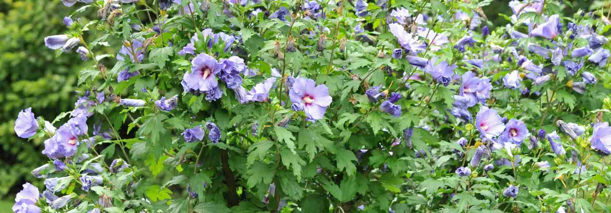 7 bushes for a south-facing garden