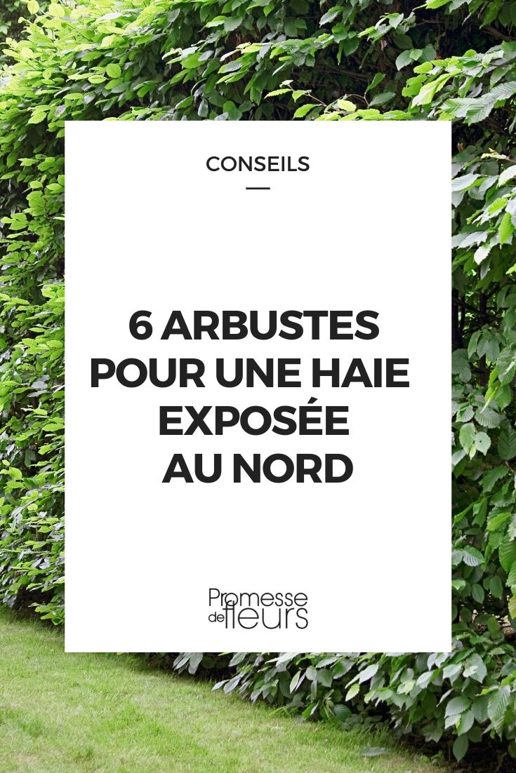 Northern Hedge Bushes Northern Hedge Bushes