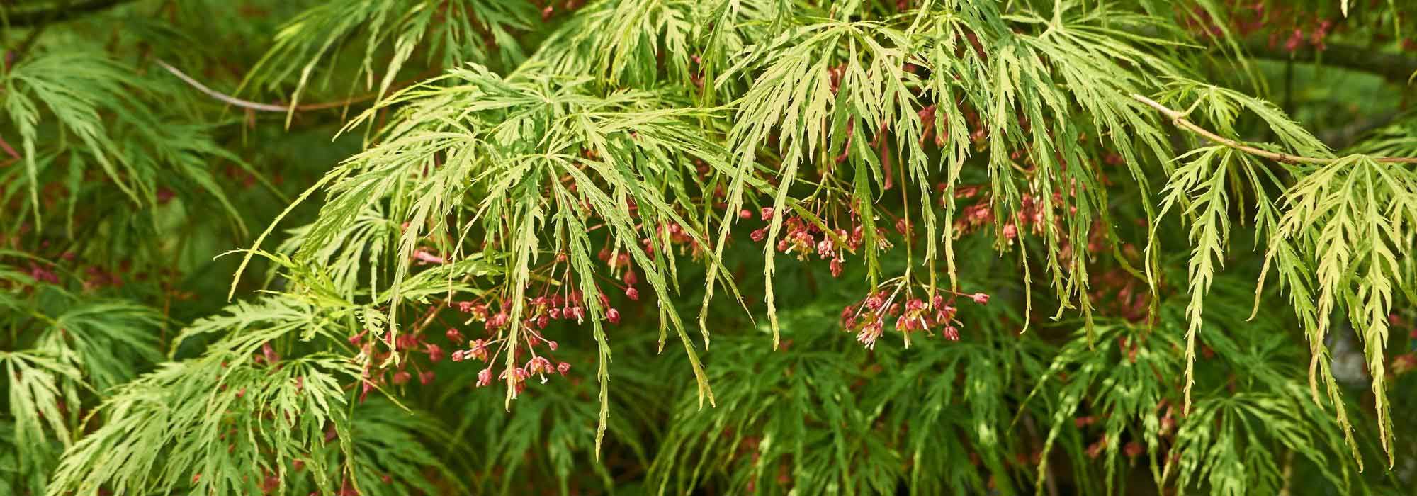 7 weeping shrubs