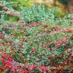 9 creeping shrubs