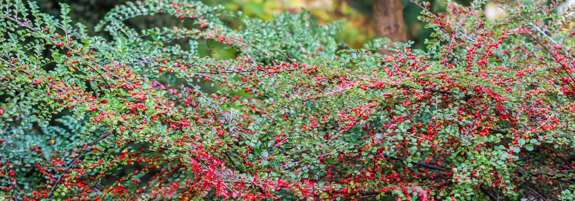 9 creeping shrubs